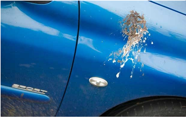Những nguyên nhân chính gây hư hại lớp sơn xe ô tô của bạn